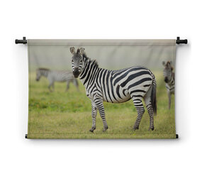 Volwassen zebra in Tanzania