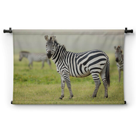 Volwassen zebra in Tanzania