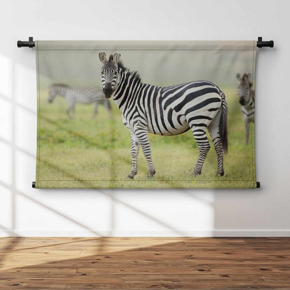 Volwassen zebra in Tanzania