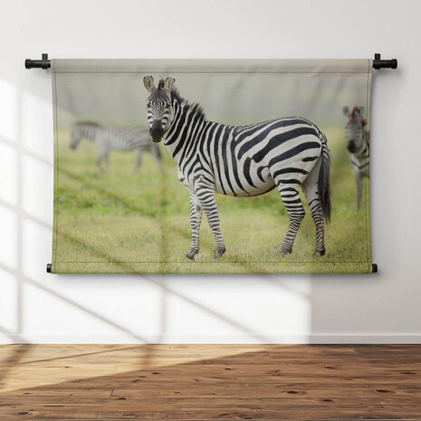 Volwassen zebra in Tanzania