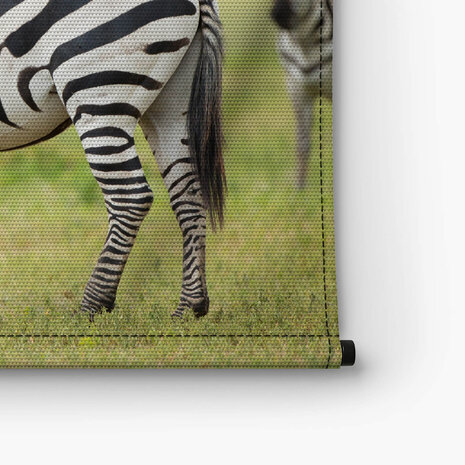 Volwassen zebra in Tanzania