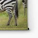 Volwassen zebra in Tanzania