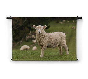 Vrolijk schaap