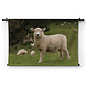 Vrolijk schaap