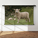 Vrolijk schaap