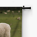 Vrolijk schaap