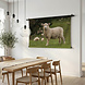 Vrolijk schaap
