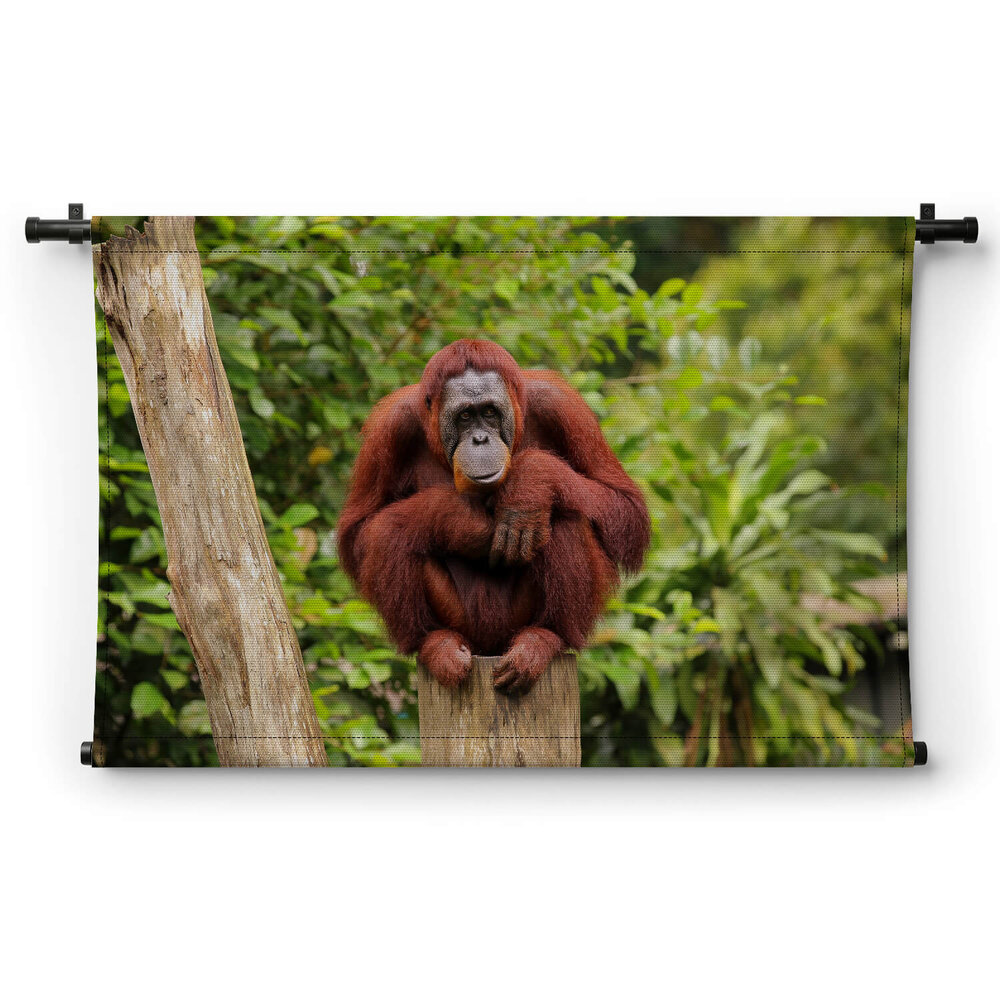 Orang-oetan zittend op boomstronk