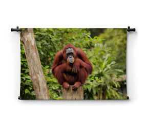Orang-oetan zittend op boomstronk