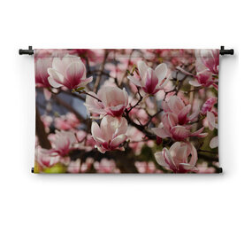 Takken met frisse roze magnoliabloemen