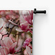 Takken met frisse roze magnoliabloemen