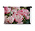 Close-up van roze pioenrozen