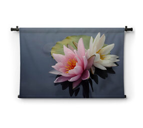 Mooie roze en witte waterleliebloemen