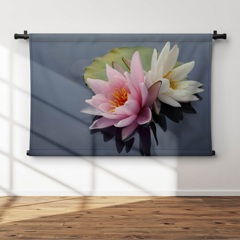 Mooie roze en witte waterleliebloemen