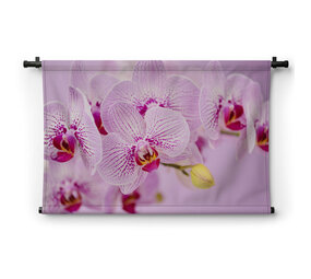 Frisse roze orchidee