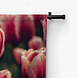 Romantiek van de roze tulpen