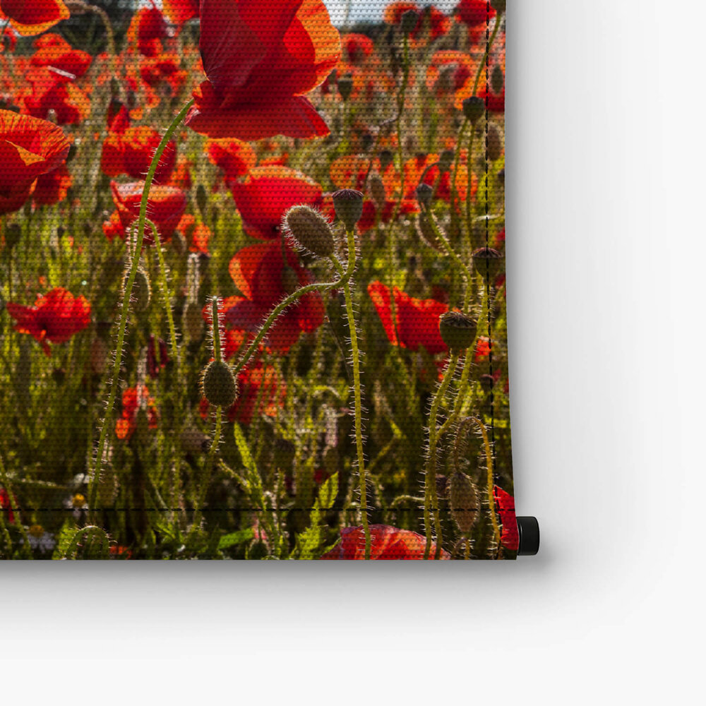 Veld vol klaprozen