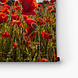 Veld vol klaprozen