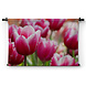 Roze tulpen in ochtenddauw