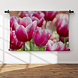 Roze tulpen in ochtenddauw