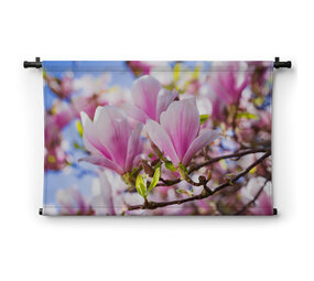 Magnolia in lentezon