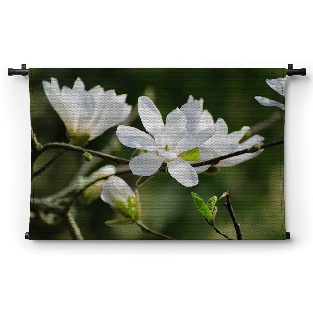 Witte magnoliabloemen