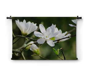 Witte magnoliabloemen