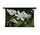 Witte magnoliabloemen
