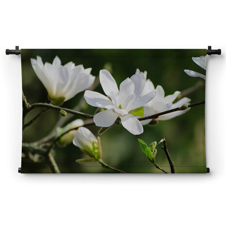 Witte magnoliabloemen