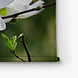 Witte magnoliabloemen