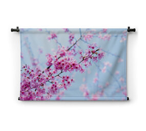 Japanse kersenbloesems