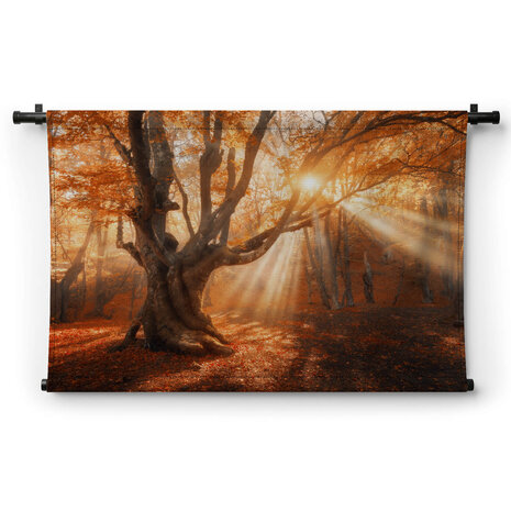 Magische oude boom met zonnestralen in de ochtend