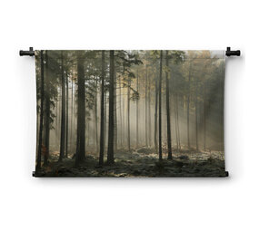 Zonnestralen door de bomen