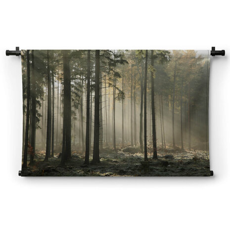 Zonnestralen door de bomen