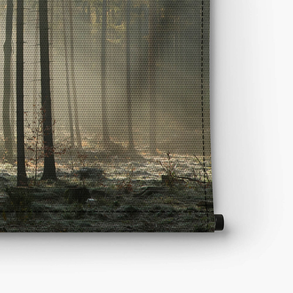 Zonnestralen door de bomen