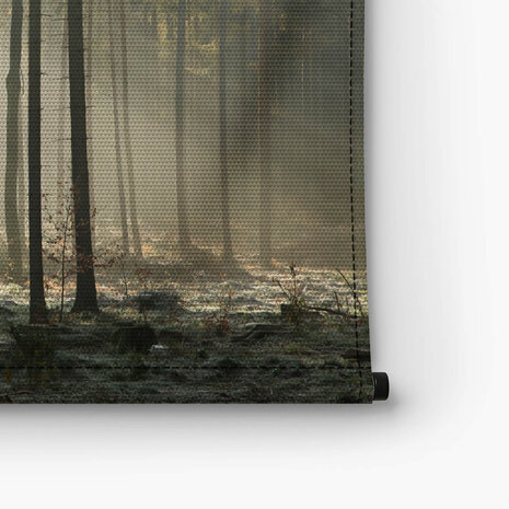 Zonnestralen door de bomen