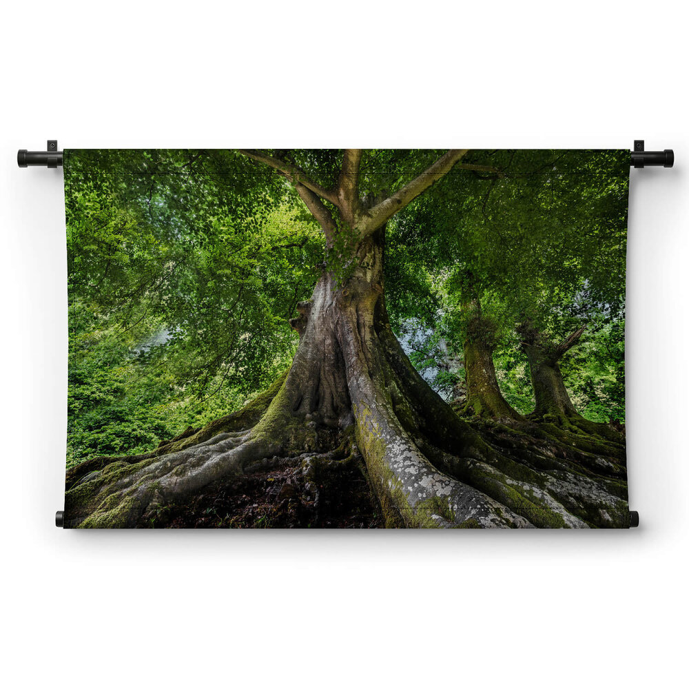 Grote oude boom