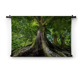 Grote oude boom
