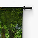 Grote oude boom