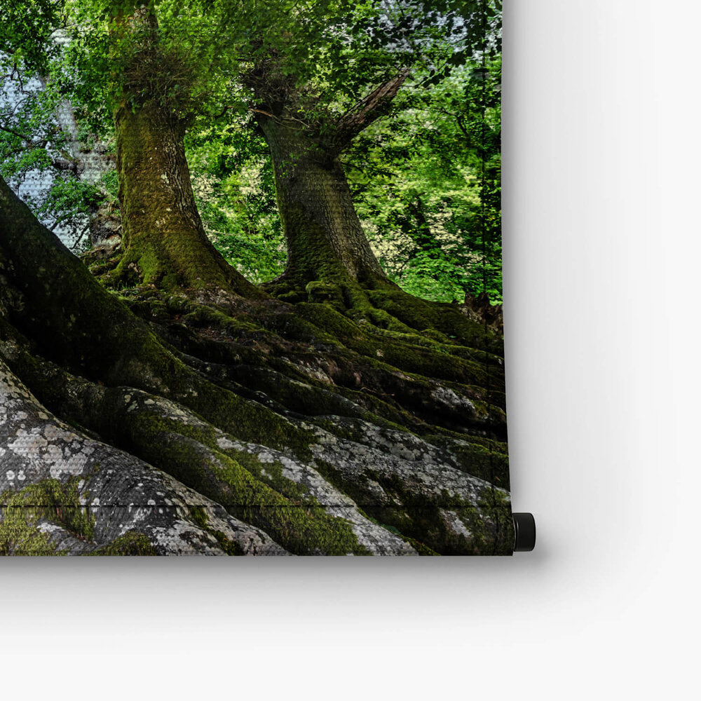 Grote oude boom