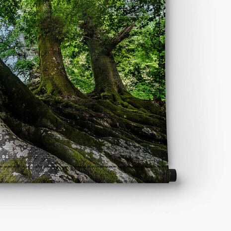 Grote oude boom