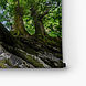 Grote oude boom