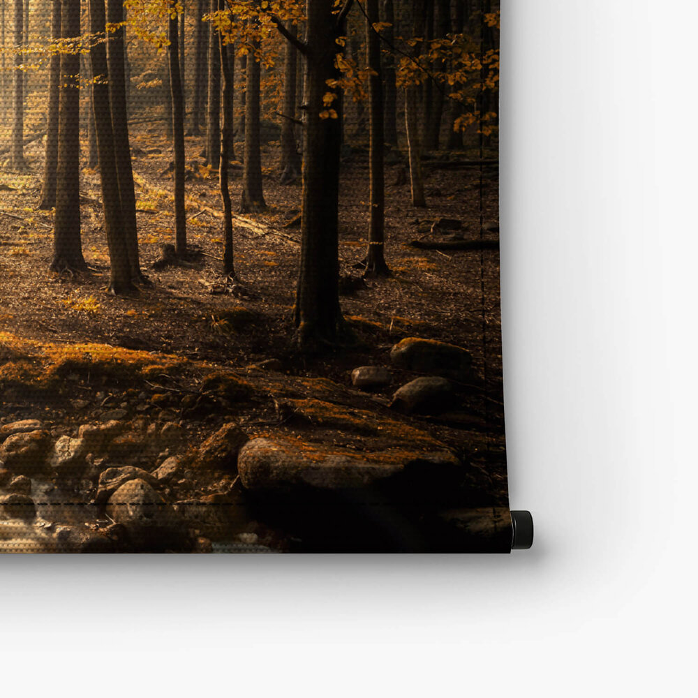 Beekje in herfstbos