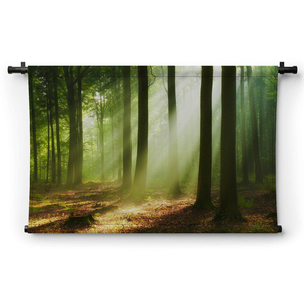 Prachtige ochtend in het bos