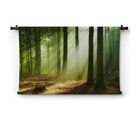 Prachtige ochtend in het bos