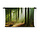 Prachtige ochtend in het bos