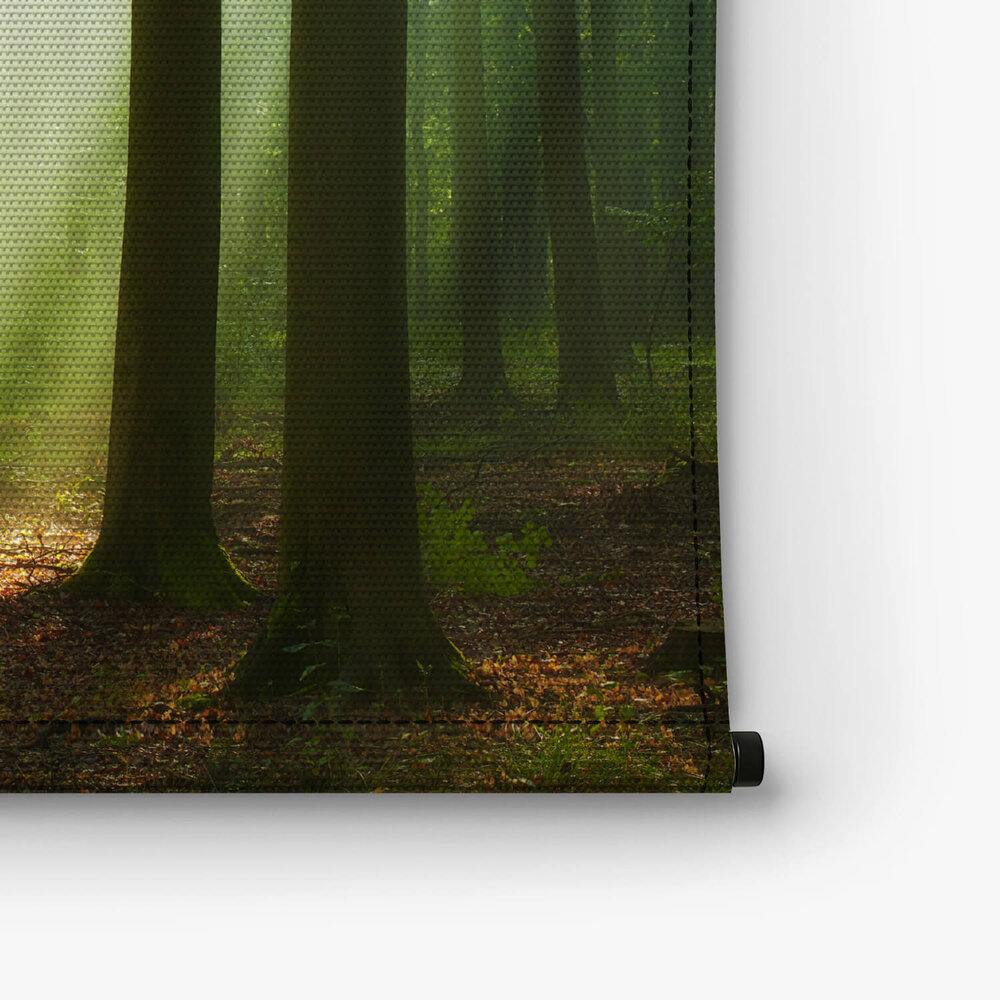 Prachtige ochtend in het bos