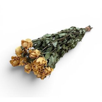 Gele gedroogde Rozen | ↕ Lengte 50 cm | Per 10 rozen