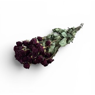 Rote getrocknete Sprayrosen | ↕ Länge 50 cm | 10 Rosen pro Bündel