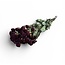 Rode gedroogde Trosrozen | ↕ Lengte 50 cm | Per 10 rozen